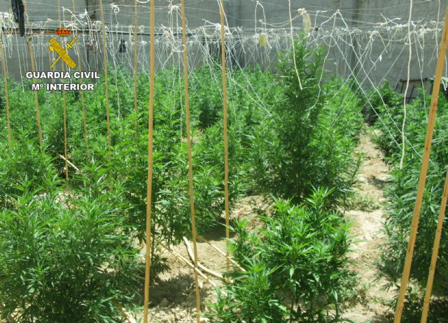 La Guardia Civil desmantela una plantación de marihuana en Librilla
