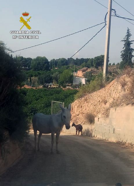 La Guardia Civil rescata  a un equino y una cabra que deambulaban desorientados por una carretera de Librilla